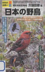 日本の野鳥