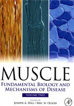 MUSCLE FUNDAMENTAL BIOLOGY AND MECHANISMS OF DISEASE VOLUME 2