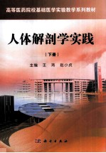 人体解剖学实践 下