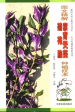 图文精解紫背天葵、菊花脑种植技术