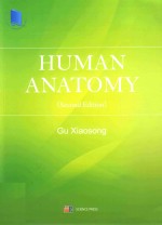 human anatomy