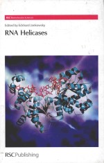 RNA HELICASES