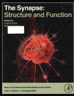 The synapse structure and function