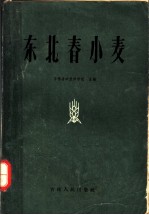 东北春小麦