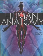 Human anatomy fourth edition