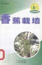 香蕉栽培