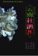 云南杜鹃花