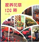 家养花草120种