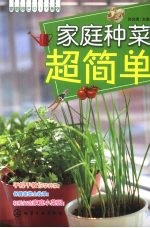 家庭种菜超简单