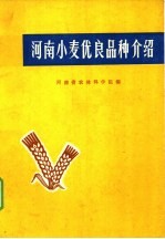 河南小麦优良品种介绍