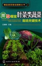 图说棚室叶菜类蔬菜栽培关键技术