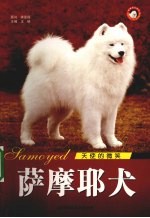 天使的微笑 萨摩耶犬