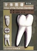 牙体图谱 Atlas of the human dentition eng