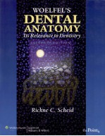 WOELFEL’S  DENTAL ANATOMY ITS RELEVANCE TO DENTISTRY