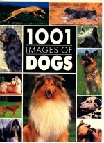 1001 IMAGES OF DOGS