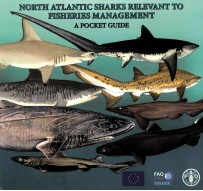 NORTH ATLANTIC SHARKS RELEVANT TO FISHERIES MANAGEMENT