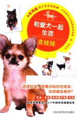 和爱犬一起生活  吉娃娃