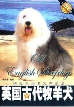 英国古代牧羊犬 短尾巴的巨型玩具狗