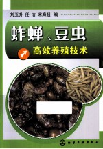 蚱蝉、豆虫高效养殖技术