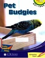 Pet  Budgies