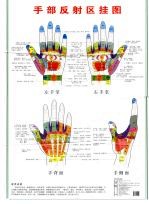 耳部反射区挂图