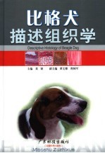 比格犬描述组织学