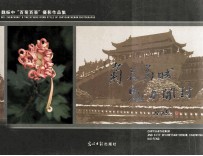 菊花菊城 魅力开封 魏振中“百菊百景”摄影作品集