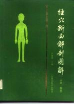 经穴断面解剖图解 头颈、胸部