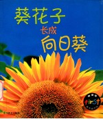 成长记 葵花子长成向日葵