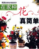 在家种花真简单