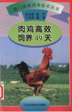 肉鸡高效饲养49天