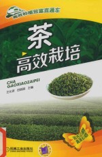 茶高效栽培