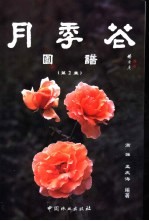 月季花图谱 第2集