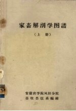 家畜解剖学图谱 上