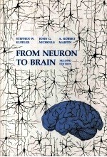 From neuron to brain:a cellular and molecular approach to the function of the nervous system （Secon