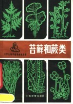 苔藓和蕨类