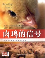 肉鸡的信号