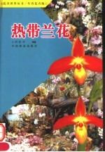 热带兰花 年宵花卉版