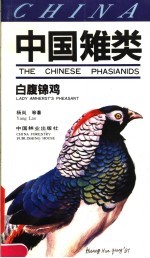 中国雉类 白腹锦鸡 Lady amherst's pheasant