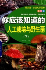 你应该知道的人工栽培与野生菌 下