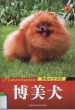 博美犬 灵动的艺术品