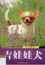 吉娃娃犬 天之轿子