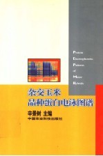 杂交玉米品种蛋白电泳图谱  中英文本