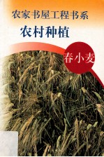 农村种植 春小麦