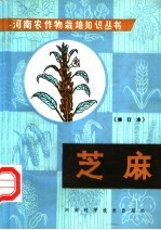 芝麻 修订版