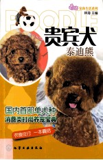 贵宾犬  泰迪熊